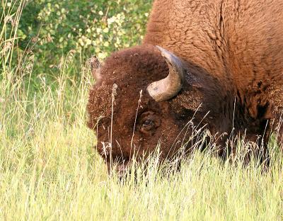 bison bull 2