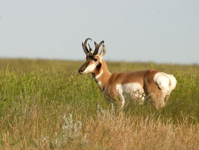 pronghorn