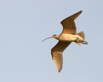 u49/gerald_r/medium/36484351.longbilledcurlewcopy.jpg
