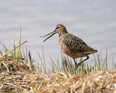 u49/gerald_r/medium/36484352.longbilleddowitcher2copy.jpg
