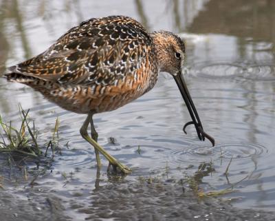 u49/gerald_r/medium/36484353.longbilleddowitcher5copy.jpg