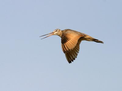 marbled godwit in flight