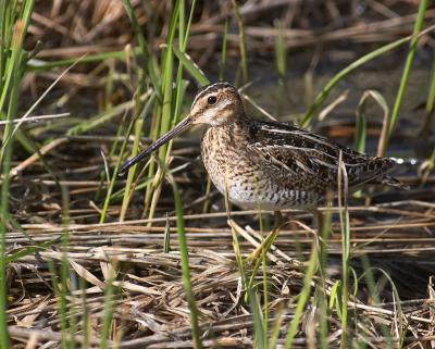 wilsons snipe 4