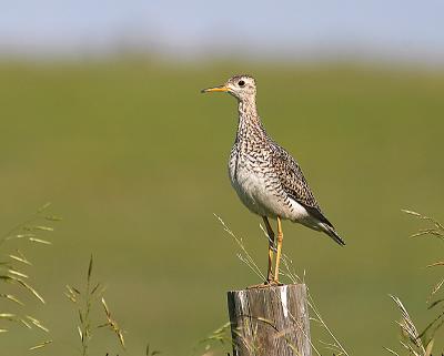 upland sandpiper 3