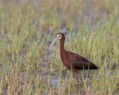 white-faced ibis 6