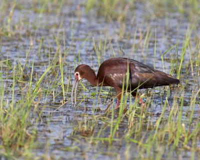 white-faced ibis 7