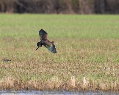 white-faced ibis in flight