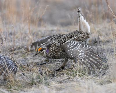 sharp-tailed grouse 23