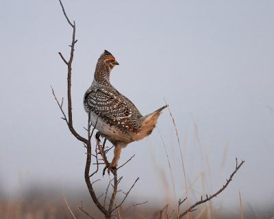 sharp-tailed grouse 7