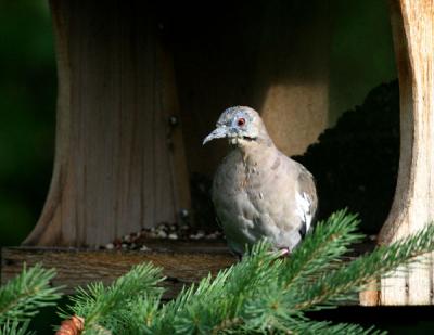 White-winged Doves