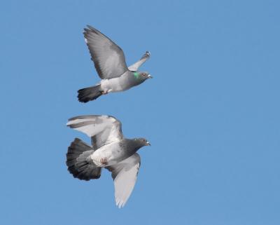 Rock Pigeons