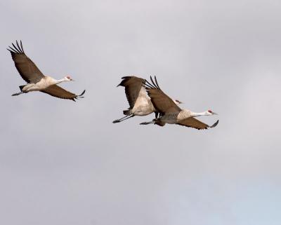 sandhill cranes 2