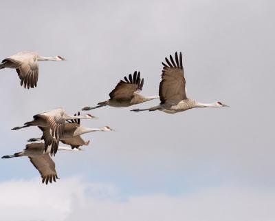 sandhill cranes 7