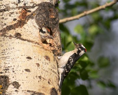 downy & hairy woodpeckers