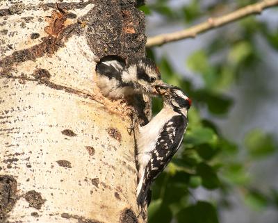 downy woodpecker feeding hairy