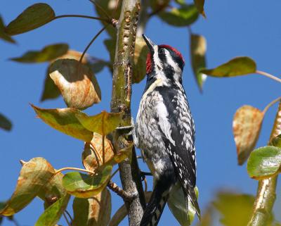 yellow-bellied sapsucker 3