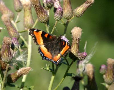 butterfly-milberts tortoise shell