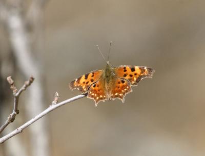 butterfly-green comma