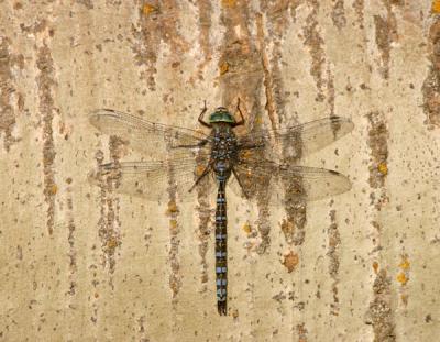 dragonfly-darner