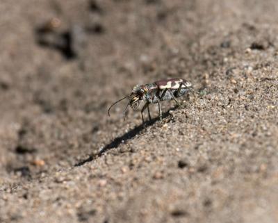 blowout tiger beetle