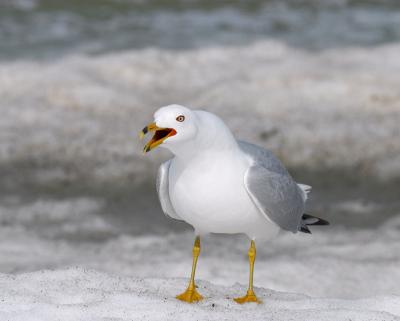 ring-billed gull 7