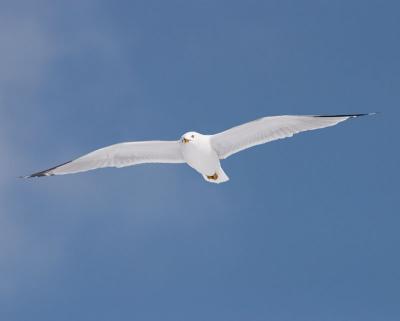 ring-billed gull in flight