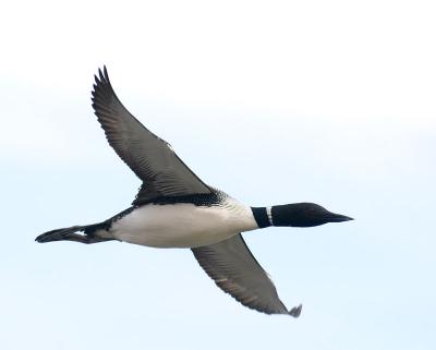 common loon in flight 2