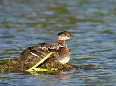 red-necked grebe w chicks 10