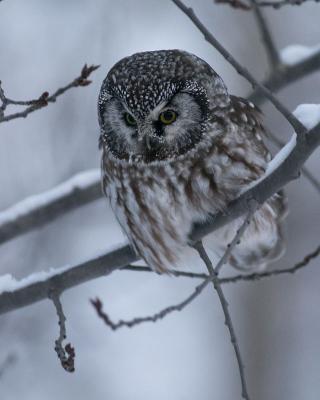 boreal owl 5