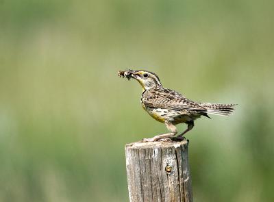 u49/gerald_r/medium/36489978.meadowlark2copy.jpg