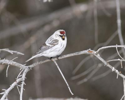 hoary redpoll 5