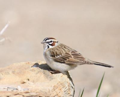 lark sparrow 4