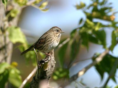 lincolns sparrow 2