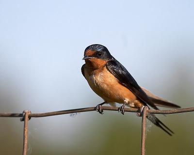 barn swallow 7