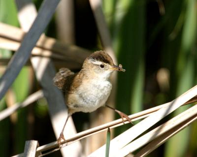 marsh wren