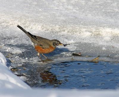 robin with minnow 4