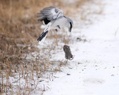 northern shrike with mouse 3