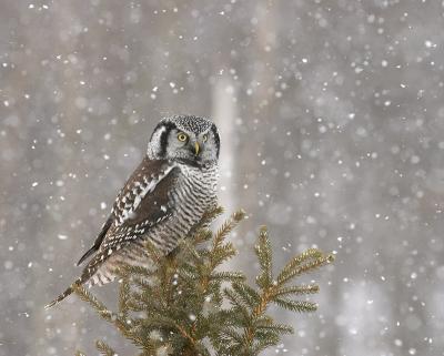 northern hawk owl 9