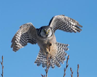 northern hawk owl 18