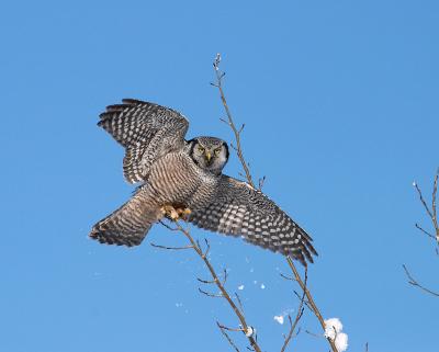 northern hawk owl 25