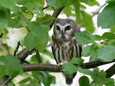 u49/gerald_r/medium/36522486.sawwhetowl5copy.jpg