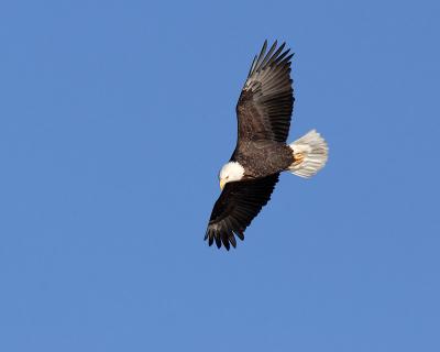 bald eagle 29