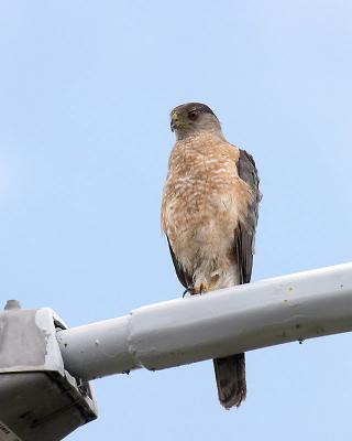 u49/gerald_r/medium/36522507.coopershawk3uscopy.jpg