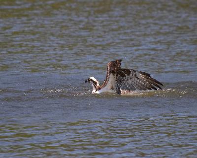 osprey in water