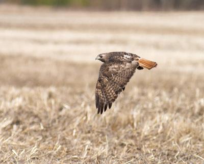 red-tailed hawk 26