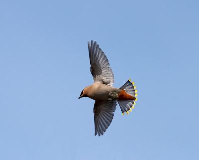 bohemian waxwing in flight