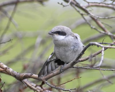 loggerhead shrike 6