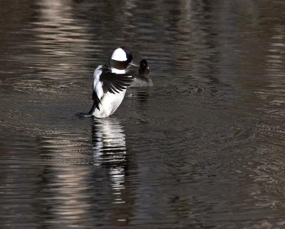 bufflehead 4