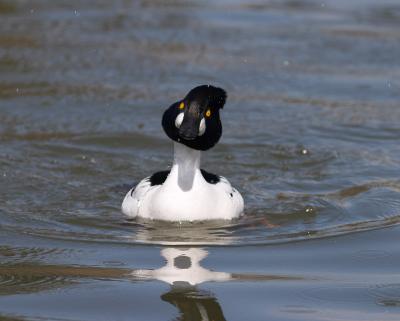 common goldeneye 11