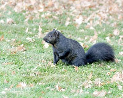 black squirrel 1
